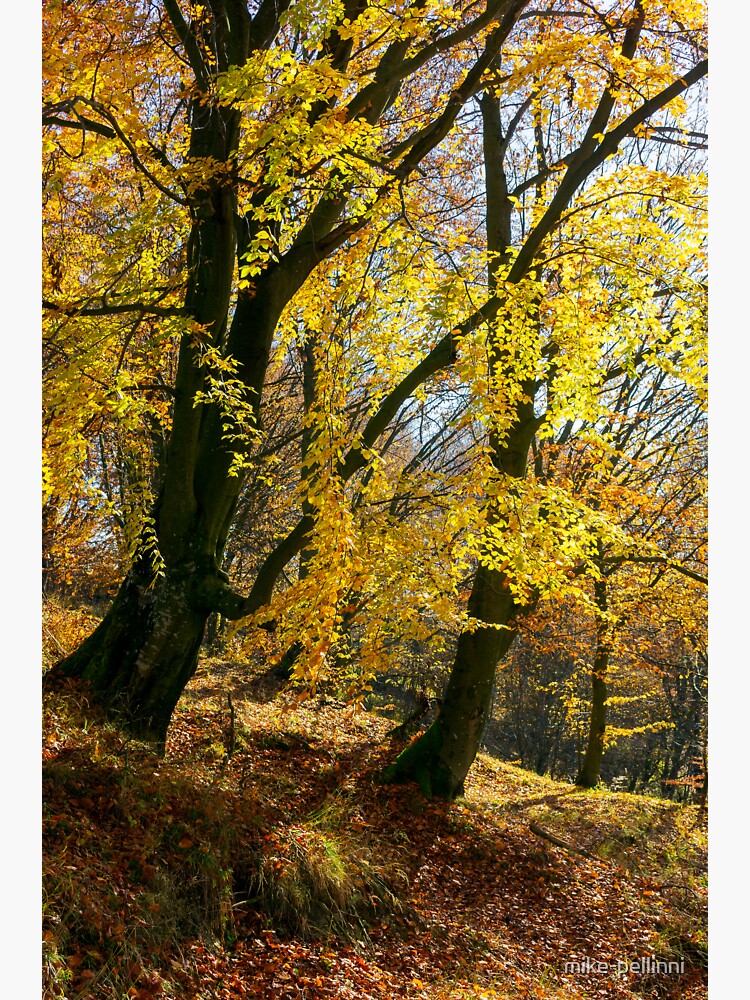 Thumbnail 3 of 3, Sticker, golden foliage in the forest designed and sold by mike-pellinni.