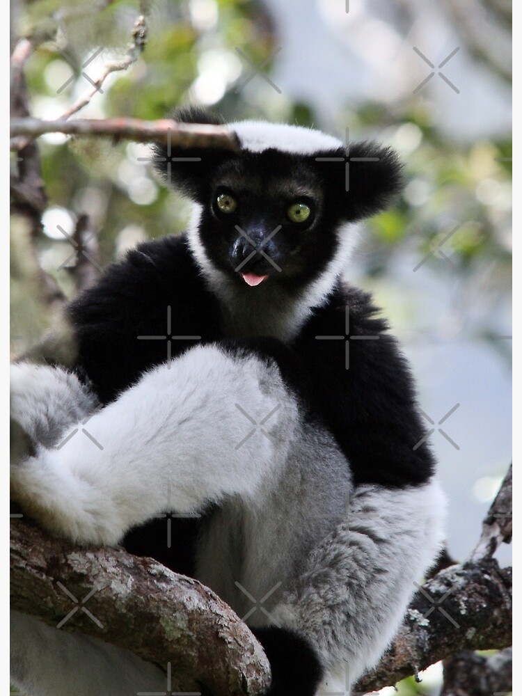 the raspberry of the Indri Art Board Print for Sale by gruntpig