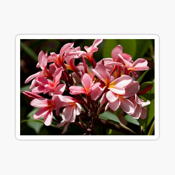 Item preview, Pink Frangipani blooms  designed and sold by MargsNaturePix.