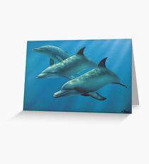 Dolphins Grußkarte