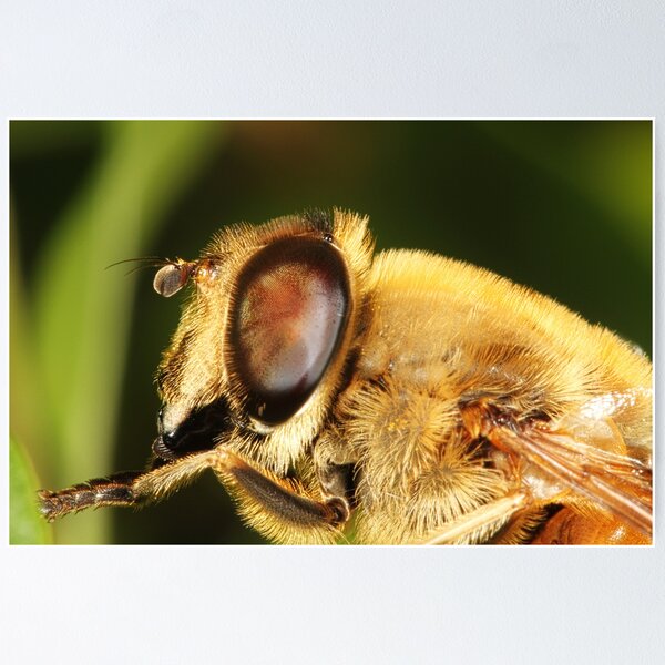 Item preview, Bee Fly designed and sold by Andrew Widdowson.