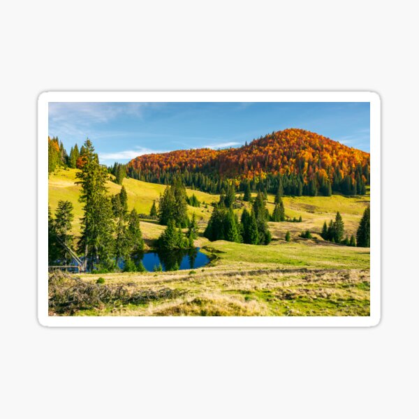 pond on a grassy meadow among spruce trees Sticker