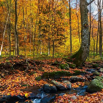 Artwork thumbnail, brook in autumn forest by mike-pellinni