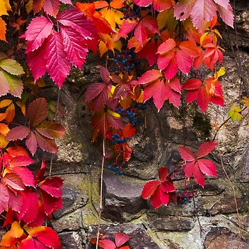 Artwork thumbnail, colorful texture of ivy plant on the stone wall by mike-pellinni
