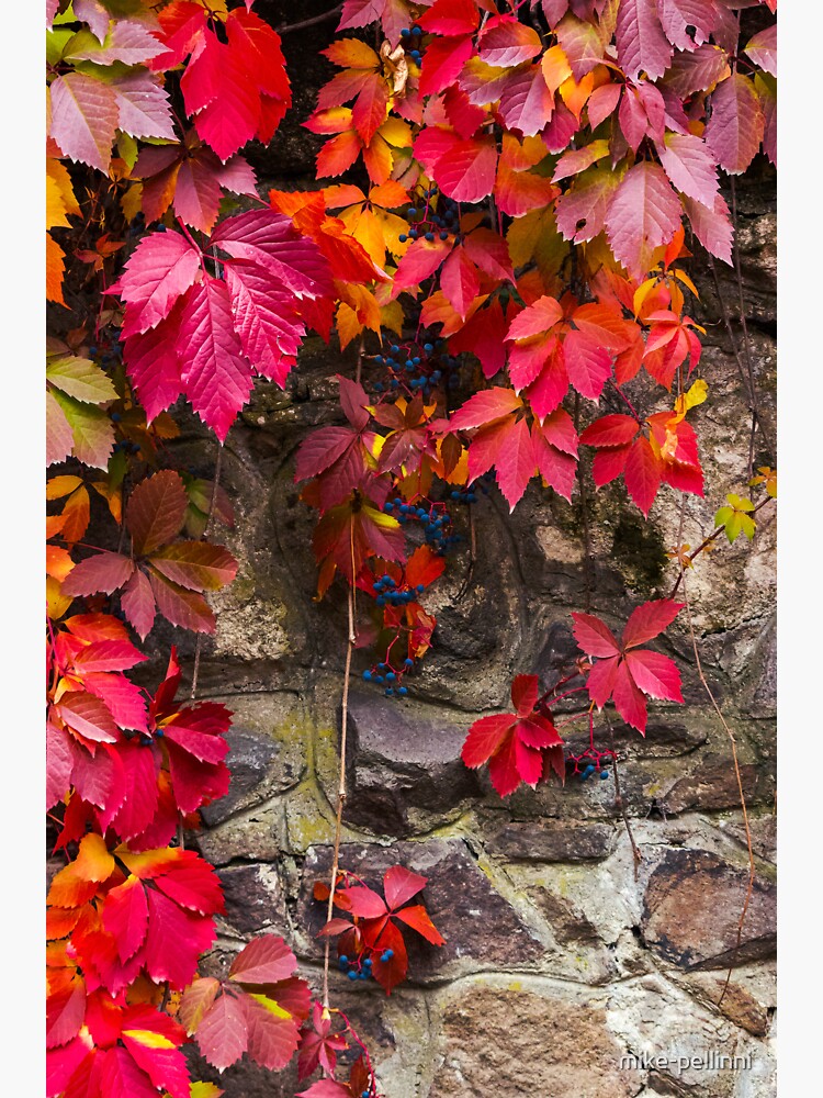 Thumbnail 3 of 3, Sticker, colorful texture of ivy plant on the stone wall designed and sold by mike-pellinni.