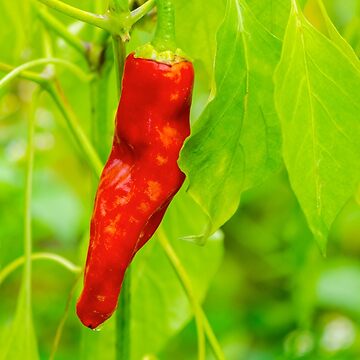 Artwork thumbnail, chili pepper grow close up by mike-pellinni