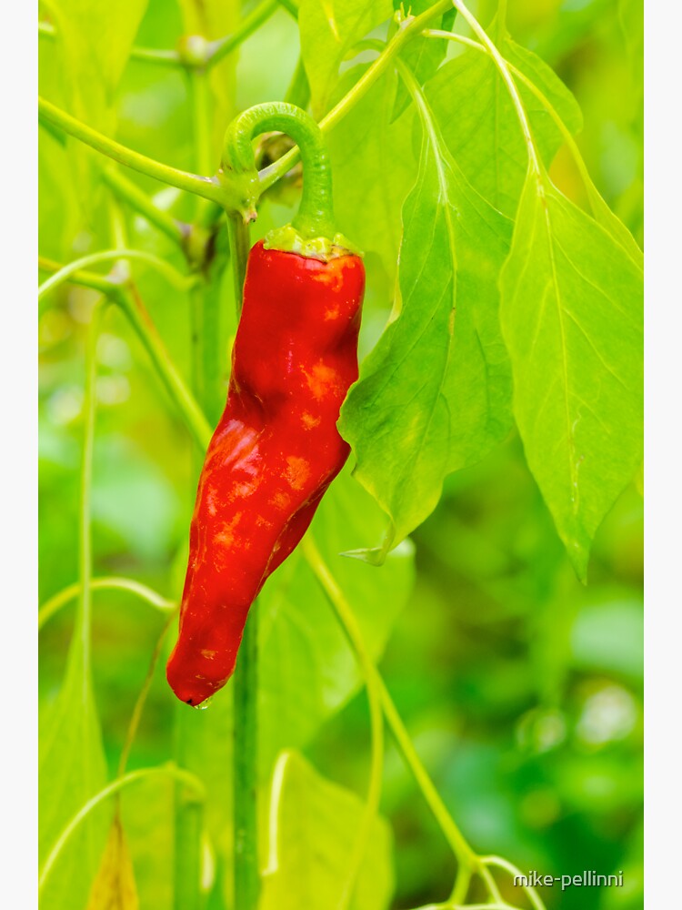 Thumbnail 3 of 3, Sticker, chili pepper grow close up designed and sold by mike-pellinni.