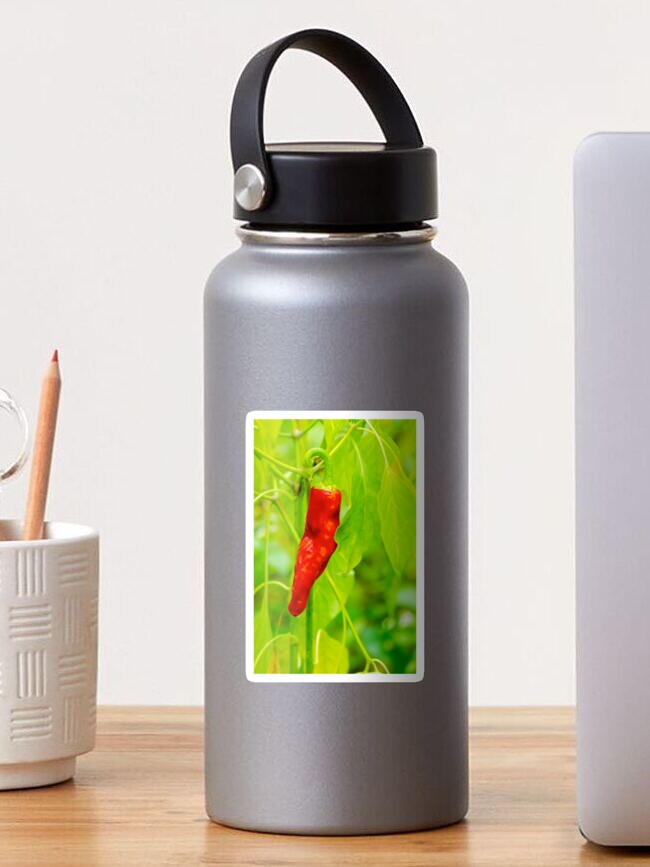 Thumbnail 1 of 3, Sticker, chili pepper grow close up designed and sold by mike-pellinni.