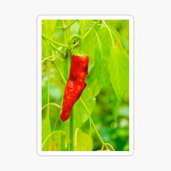 chili pepper grow close up Sticker