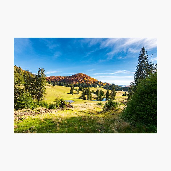 pond among spruce trees Photographic Print