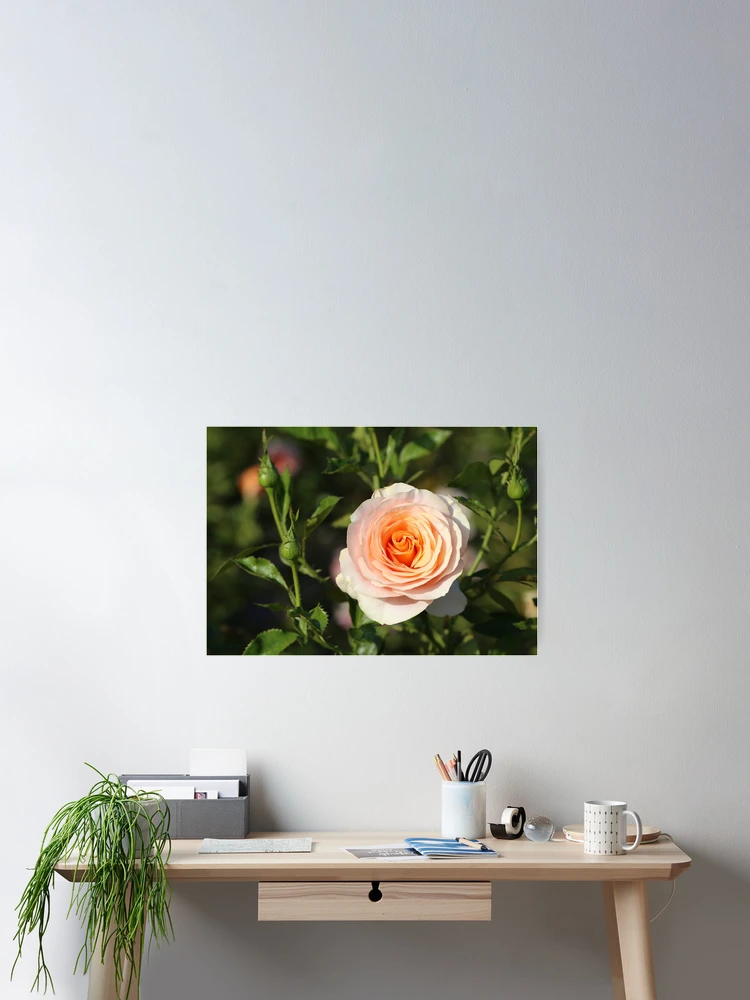 Thumbnail 2 of 3, Poster, Mixed Roses designed and sold by STHogan.