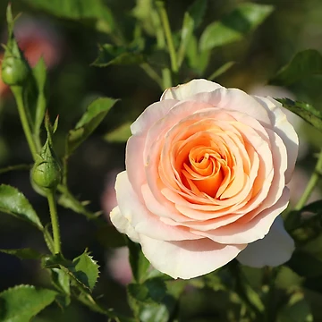 Artwork thumbnail, Mixed Roses by STHogan
