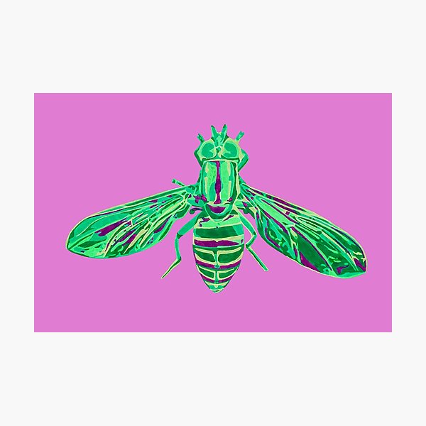 Syrphid Fly Photographic Print