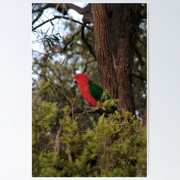 Item preview, Australian King Parrot designed and sold by Sherrianne Talon.