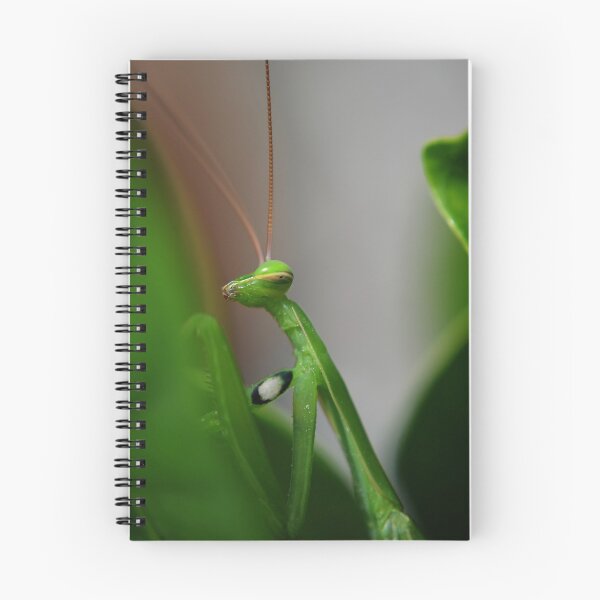 Item preview, praying mantis designed and sold by michelle meenawong.