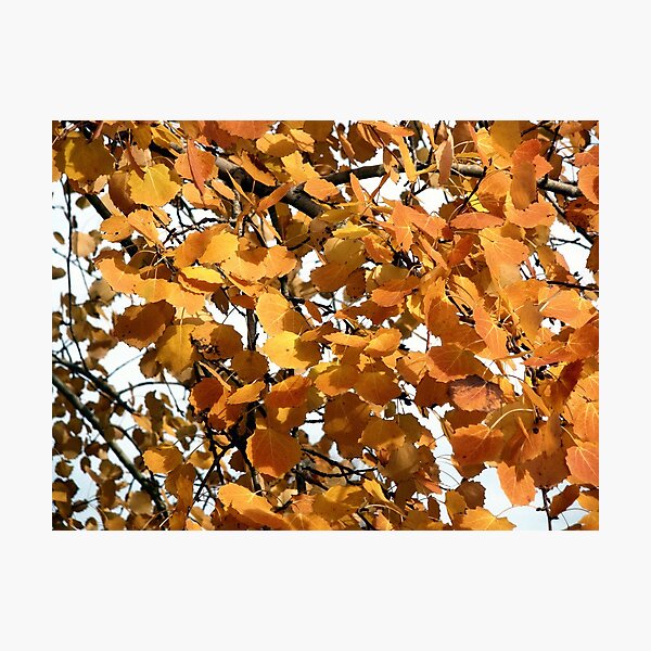 Item preview, Autumn Leaves designed and sold by Chloé-May Smith.