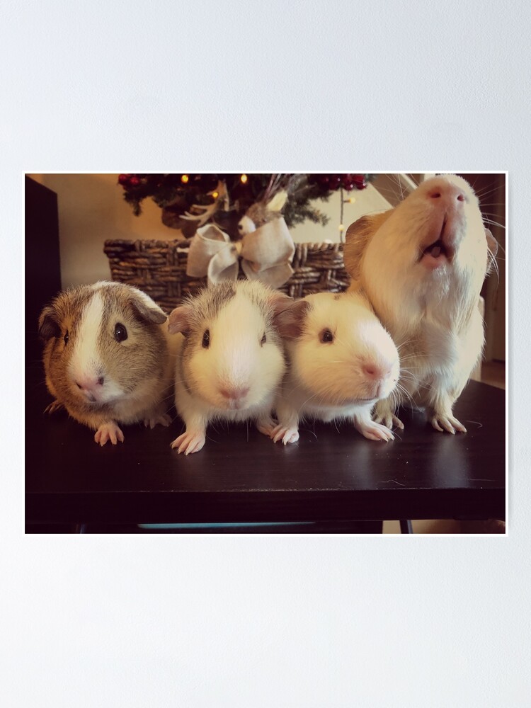 guinea pig family