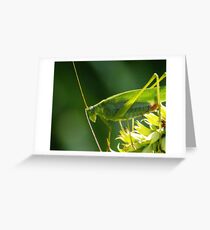 Grasshopper at sundown Greeting Card