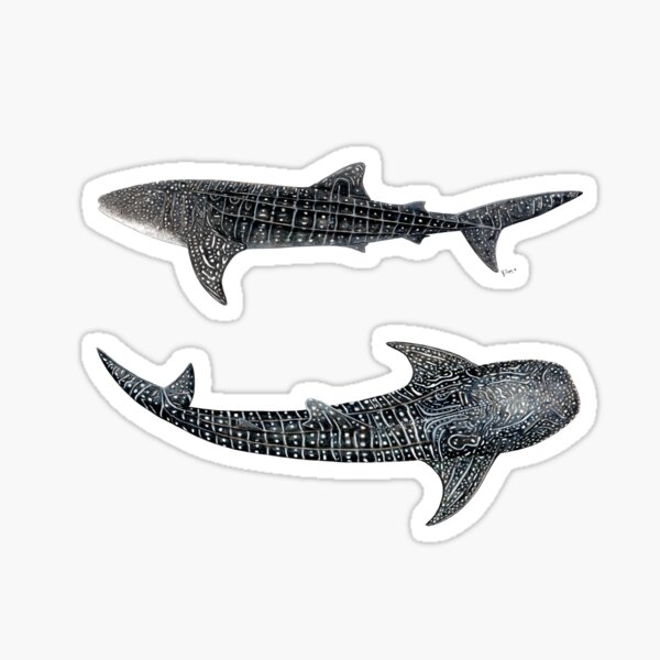 Artikel-Vorschau von Walhaie Rhincodon typus, designt und verkauft von chloeyzoard.