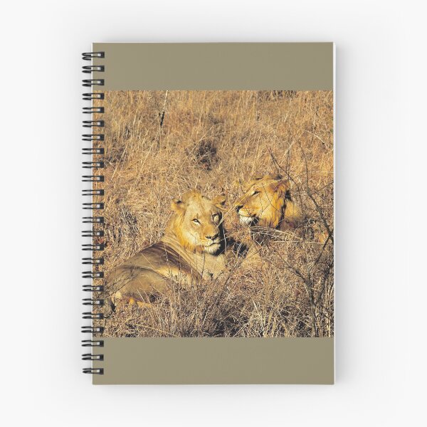 Item preview, Two Young Male Lions Basking in the Sun, Africa designed and sold by 2CrabbySisters.