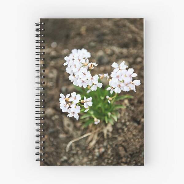 Item preview, "little beauty" designed and sold by Andreas Koerner.