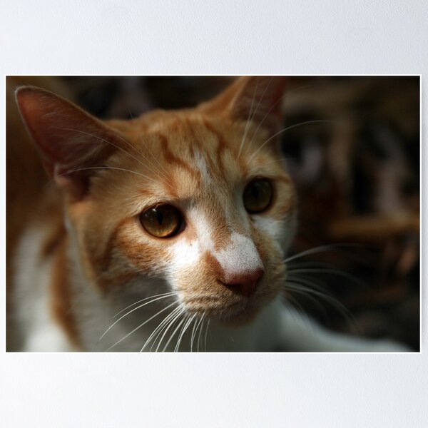 Item preview, Sad Cat designed and sold by Ramír Delgado.