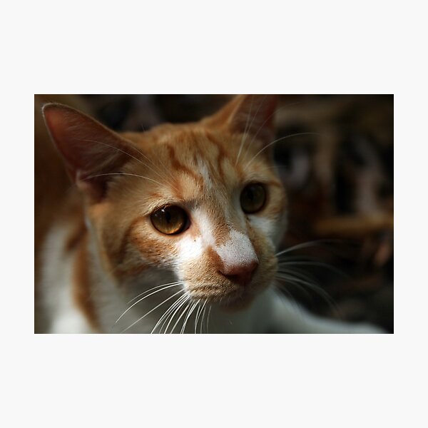 Artikelvorschau, Sad Cat entworfen und verkauft von Ramír Delgado.
