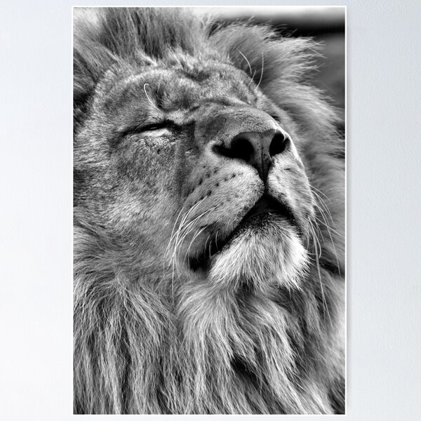 Item preview, Lion King designed and sold by mrshutterbug.