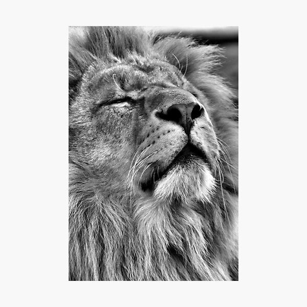 Item preview, Lion King designed and sold by mrshutterbug.