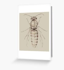 Yellowjacket in pencil Greeting Card