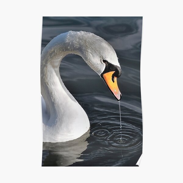 Swan in Rippling Water Poster