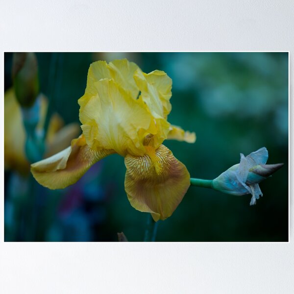 Item preview, Golden Iris designed and sold by imaginethis.