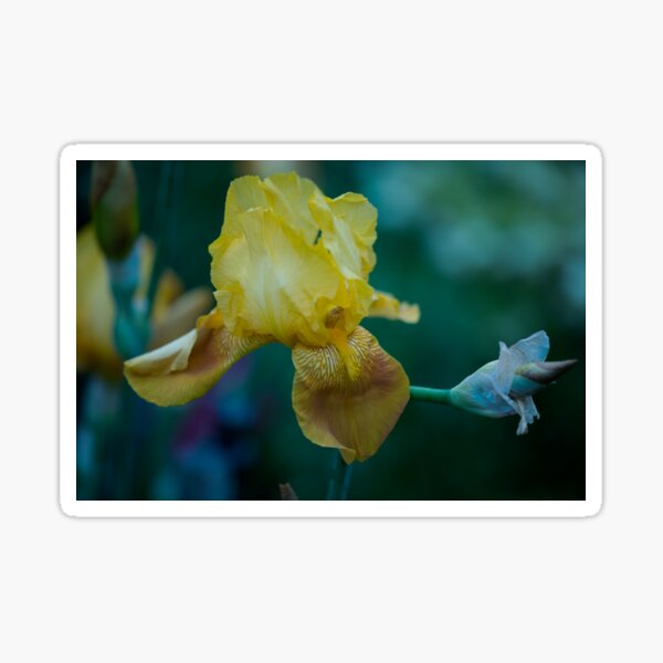 Item preview, Golden Iris designed and sold by imaginethis.