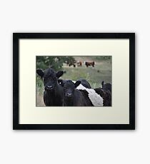 Belted galloway in the padock Framed Print