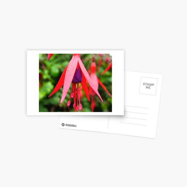 Classic Fuchsia magellanica Postcard