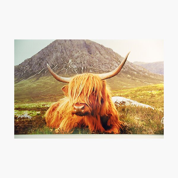 Item preview, Highland Cow designed and sold by Jane Murray.
