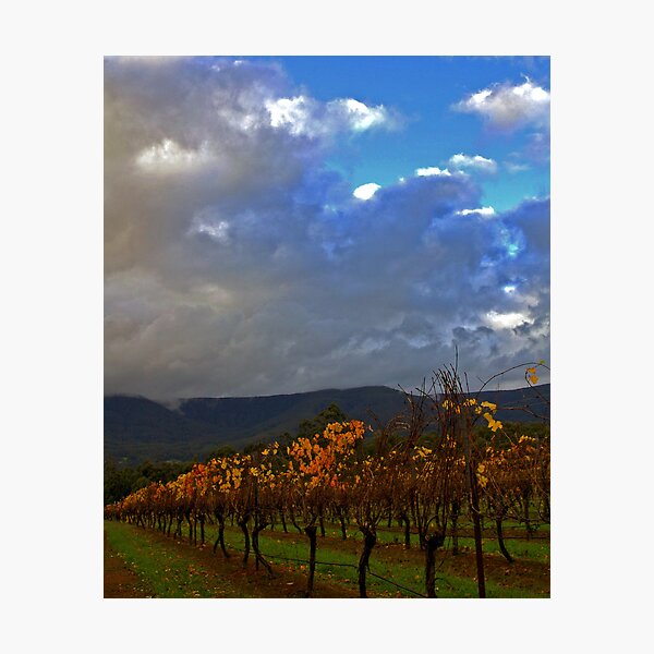 Yarra Valley Vineyard Photographic Print