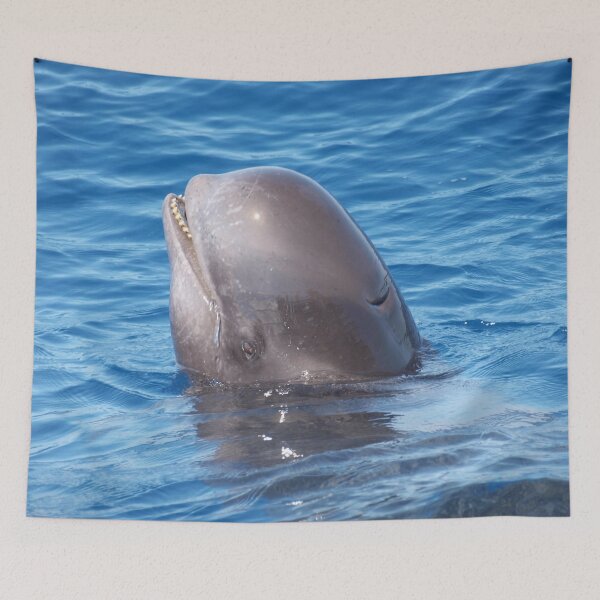 Item preview, Cute wild pilot whale baby  designed and sold by Chloé Yzoard.
