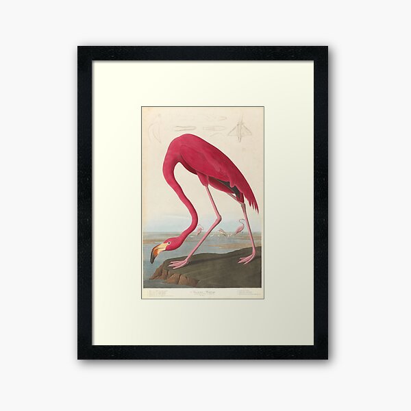 Aperçu de l'œuvre Illustration de flamant rose vintage (1838) créée et vendue par BravuraMedia.
