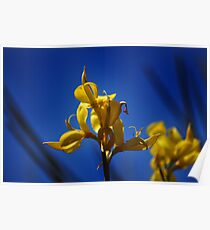 Yellows Poster