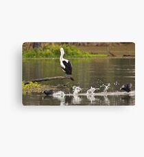 Pelican watching the passing parade Canvas Print