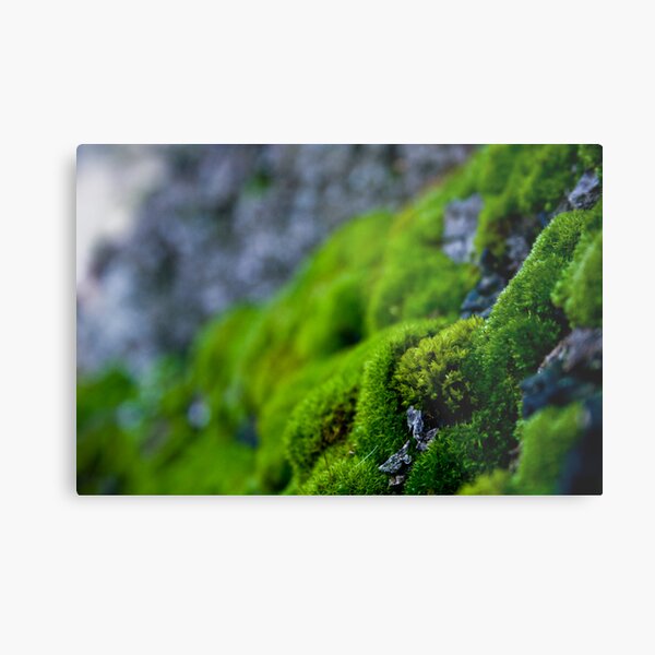 Metal Print