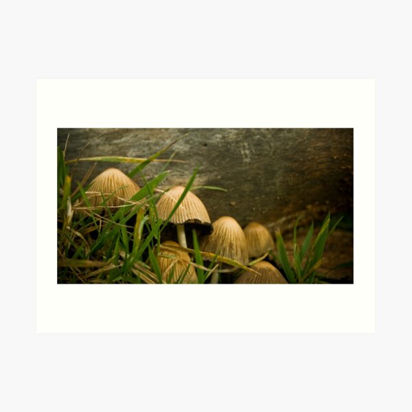 Art Print
