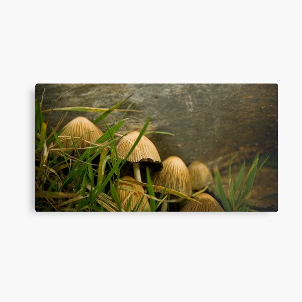 Metal Print
