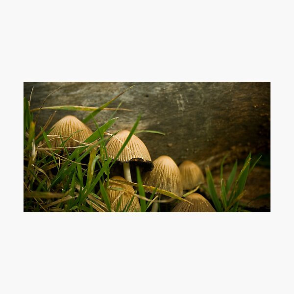 Photographic Print