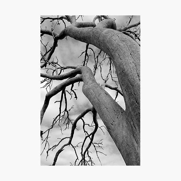 remnant tree Photographic Print