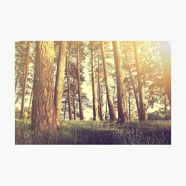 Forest Photographic Print