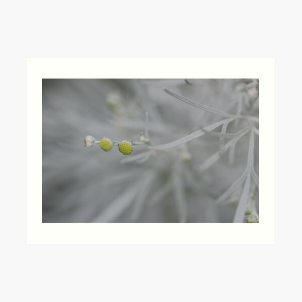 Artemisia blossom Art Print