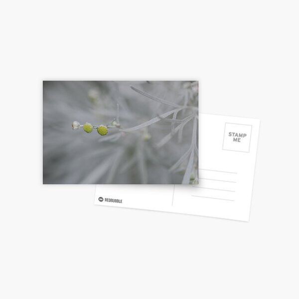 Artemisia blossom Postcard
