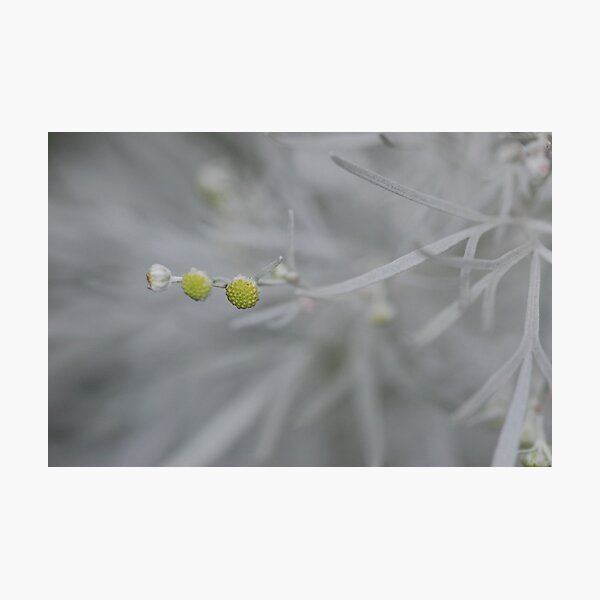 Artemisia blossom Photographic Print